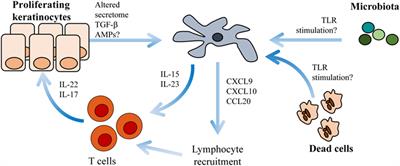 Human Langerhans Cells with Pro-inflammatory Features Relocate within Psoriasis Lesions